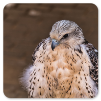 Greifvogel vor Hospital de Órbigo