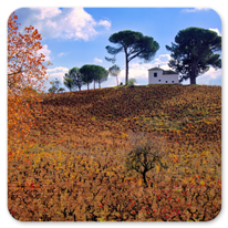 Auf dem Weg nach Villafranca del Bierzo