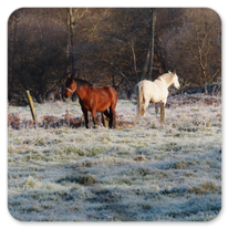 frostiger Mogen am Camino Ingles