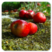 Frische Äpfel direkt am Weg