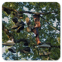Auf diesem Baum wachsen Schuhe