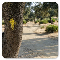 Unterwegs durch eine Dehesa